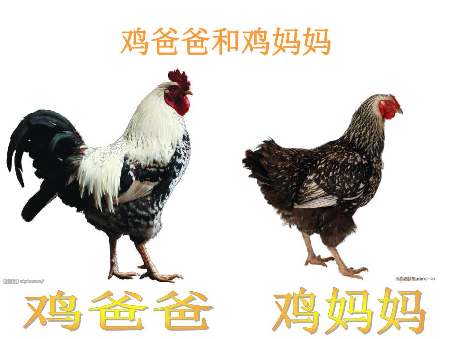 小班活动《大公鸡的一家》PPT课件大公鸡的一家.pptx_第3页