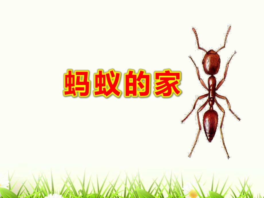 大班科学《蚂蚁的家》PPT课件教案7-寻找蚂蚁的家.pptx [修复的].pptx_第1页