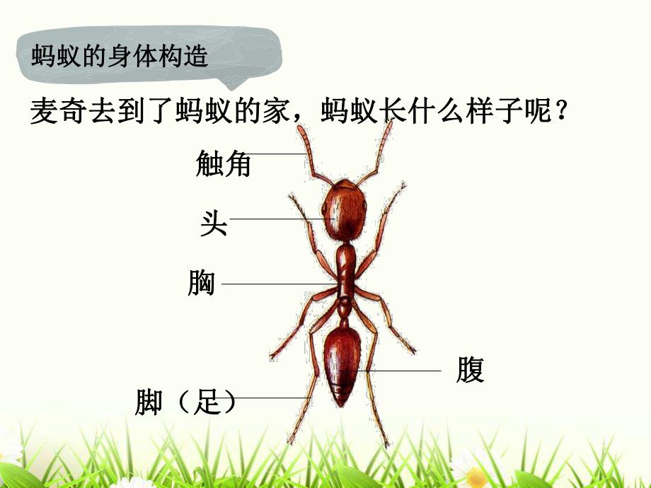 大班科学《蚂蚁的家》PPT课件教案7-寻找蚂蚁的家.pptx [修复的].pptx_第3页