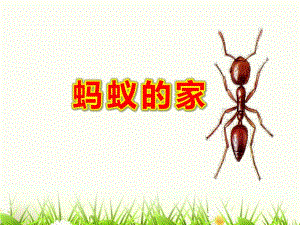 大班科学《蚂蚁的家》PPT课件教案7-寻找蚂蚁的家.pptx [修复的].pptx