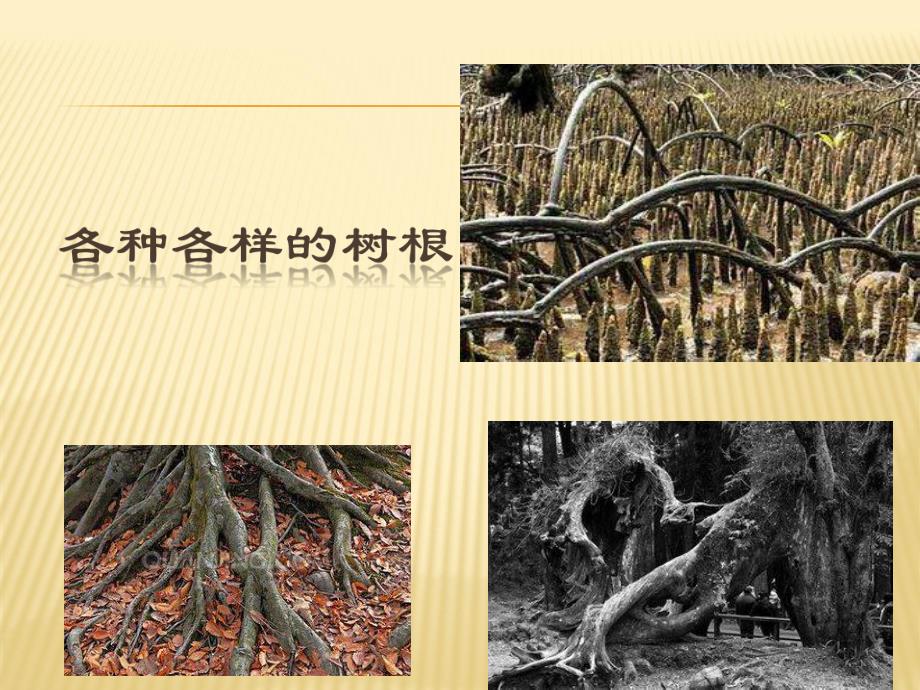 大班艺术《树的根》PPT课件幼儿园大班艺术树的根.pptx_第2页