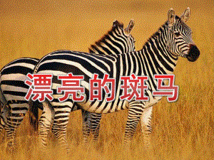 大班美术《漂亮的斑马》PPT课件教案漂亮的斑马.pptx