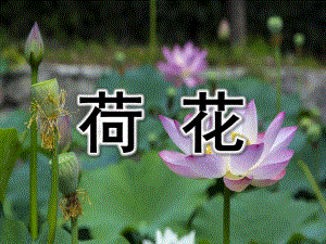 中班美术《荷花》PPT课件教案中班美术课件《荷花》PPT课件.pptx