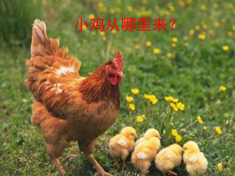 大班教育《我从哪里来》PPT课件教案PPT课件.pptx_第3页