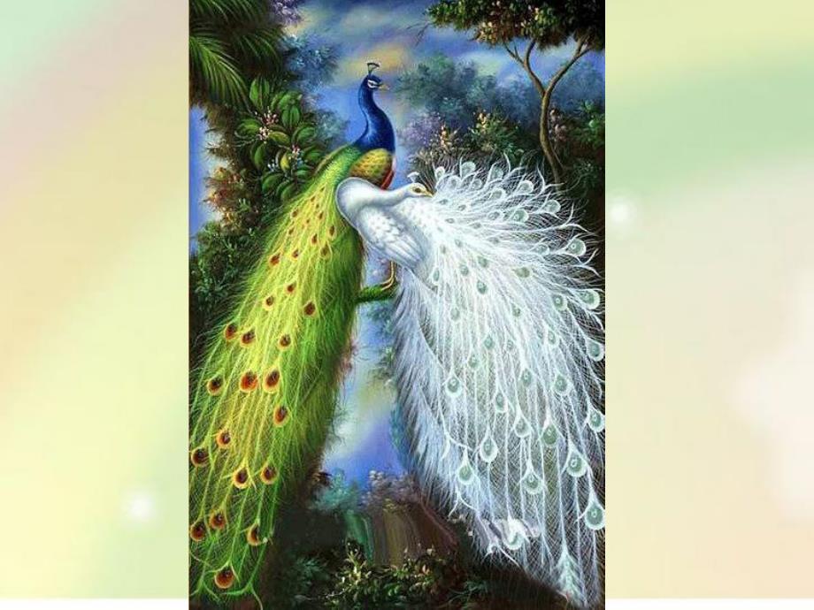 大班《美丽的孔雀》PPT课件教案美丽的孔雀幼儿园大班.pptx_第3页