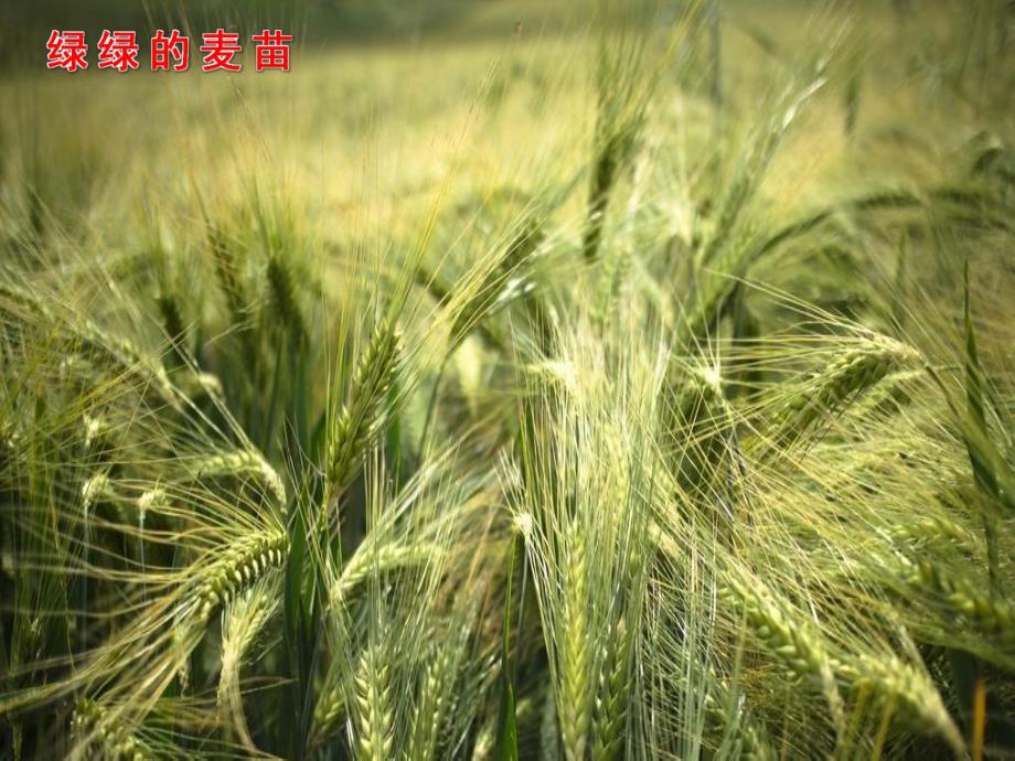 大班语言故事课件《春天的电话》PPT课件教案PPT课件.pptx_第3页