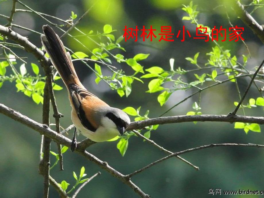 中班诗歌教学活动《家》PPT课件教案幼儿诗歌《家》.pptx_第3页