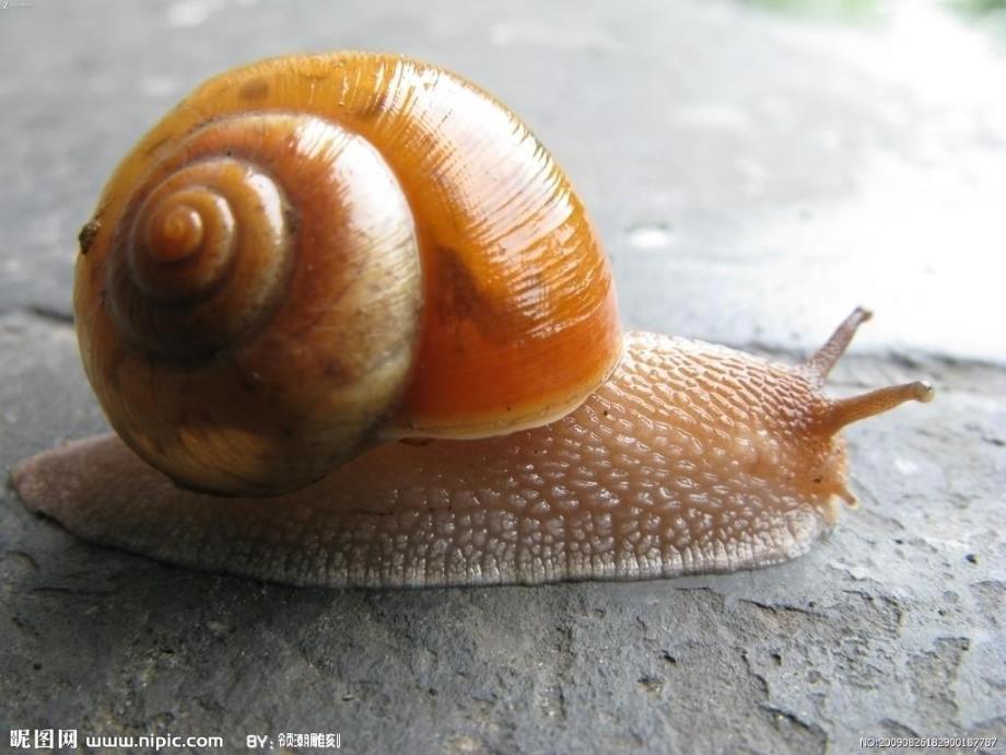 大班美术《蜗牛》PPT课件.pptx_第3页