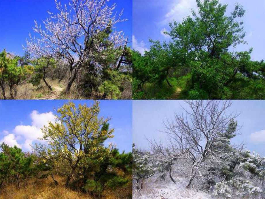 大班科学《四季的变化》PPT课件教案大班科学四季的变化.pptx_第2页