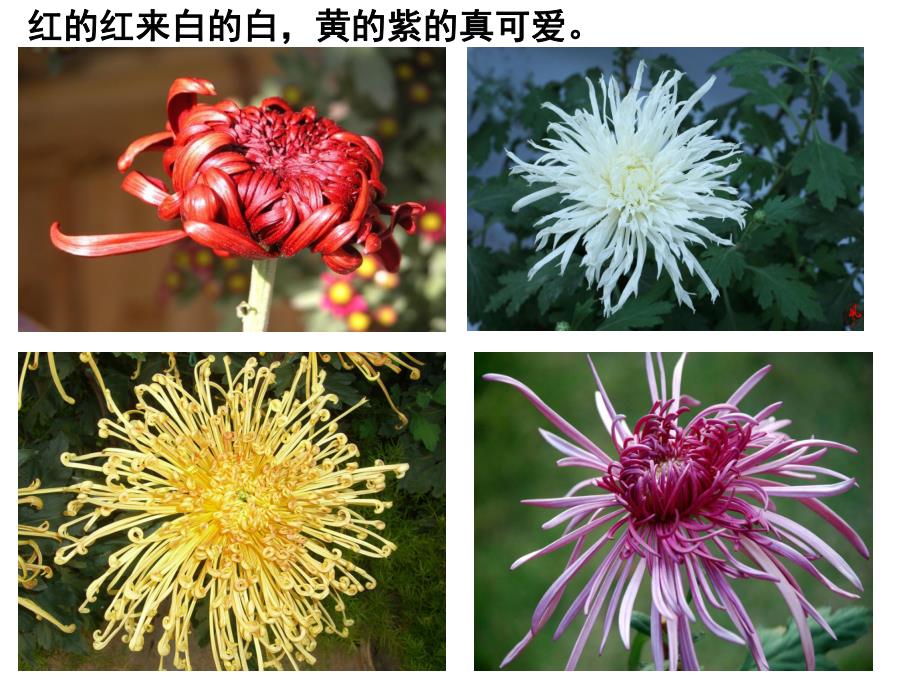 大班儿歌《菊花》PPT课件儿歌：菊花.pptx_第3页
