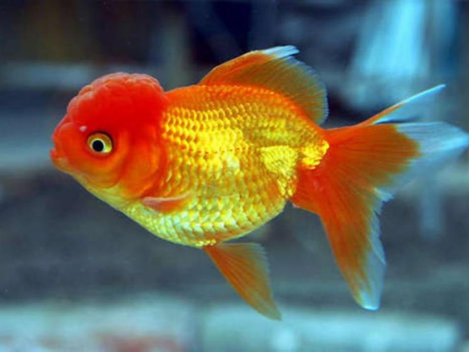 小班科学《可爱的金鱼》PPT课件教案PPT课件.pptx_第2页