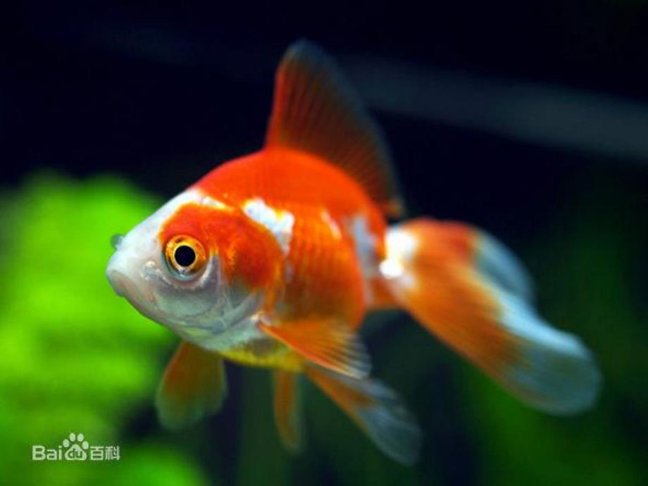 小班科学《可爱的金鱼》PPT课件教案PPT课件.pptx_第3页