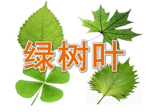 中班语言活动《绿树叶》PPT课件教案PPT课件.pptx