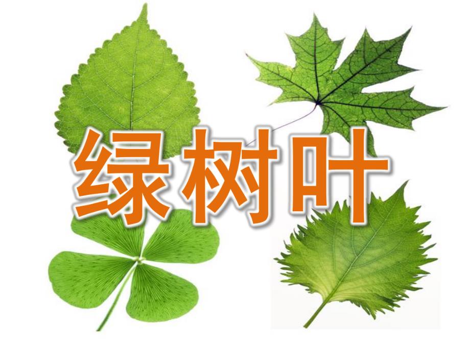 中班语言活动《绿树叶》PPT课件教案PPT课件.pptx_第1页