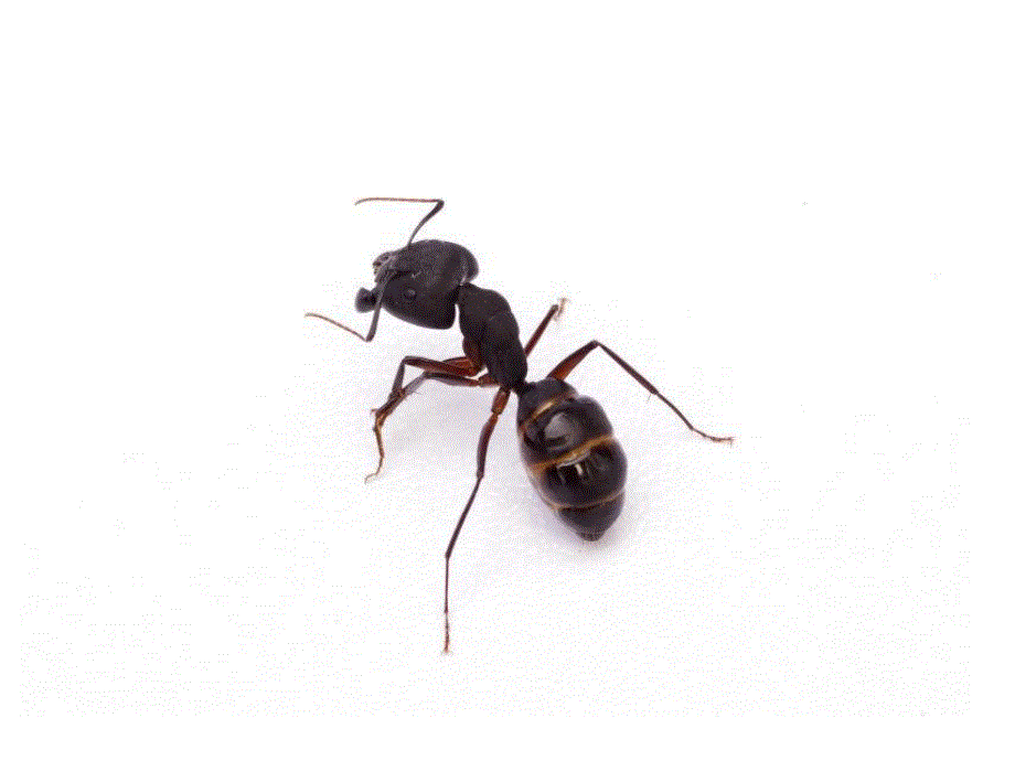 中班音乐《蚂蚁搬豆》PPT课件教案歌曲PPT课件.pptx_第3页