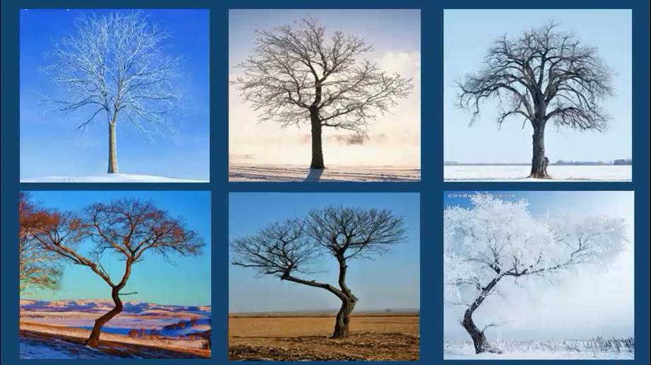 中班美术《长长的街树》视频 课件 教案中班美术《长长的街树》教学课件.pptx_第1页