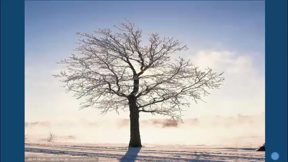 中班美术《长长的街树》视频 课件 教案中班美术《长长的街树》教学课件.pptx_第3页