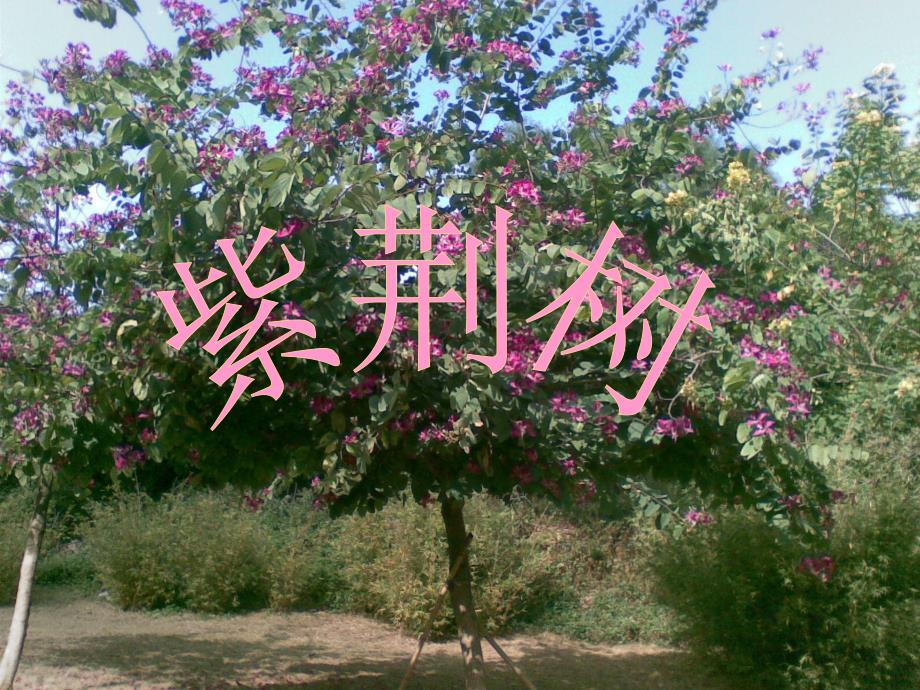 大班科学《大树有几岁》PPT课件教案幼儿园大班科学树你有几岁.pptx_第2页