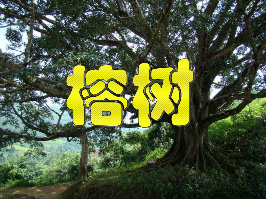 大班科学《大树有几岁》PPT课件教案幼儿园大班科学树你有几岁.pptx_第3页