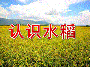 大班科学《认识水稻》PPT课件教案大班科学：认识水稻.pptx