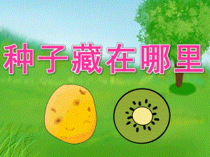大班科学《种子藏在哪里》PPT课件教案PPT课件.pptx