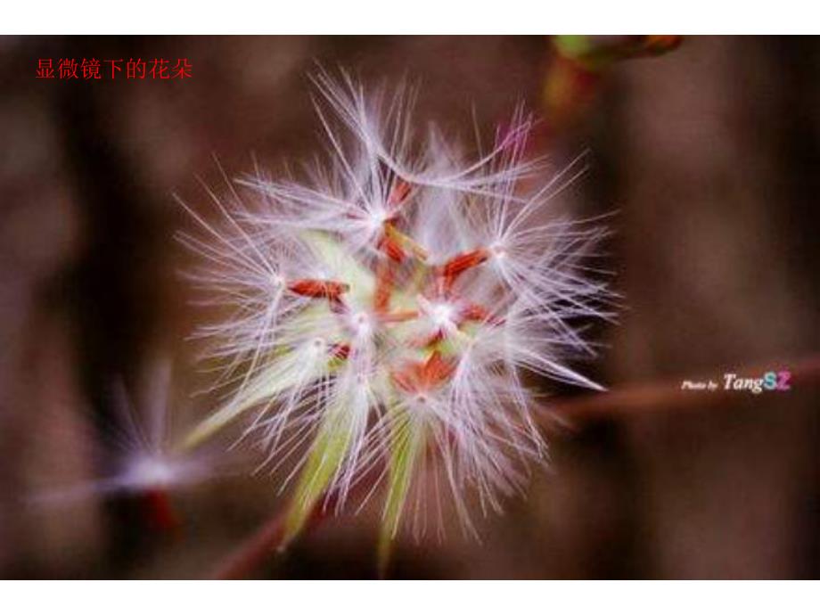 大班科学《显微镜》PPT课件显微镜(大班.pptx_第2页