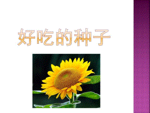 大班社会领域《好吃的种子》PPT课件教案好吃的种子.pptx