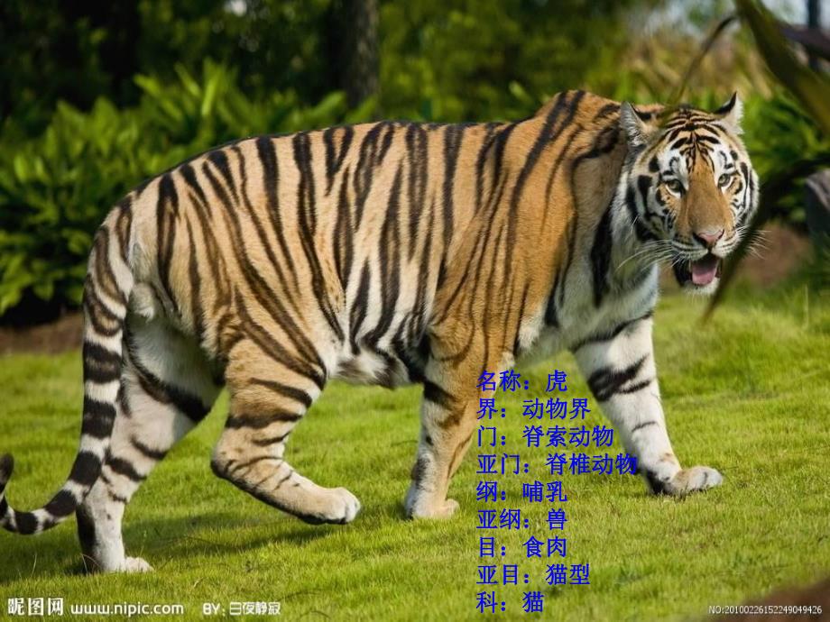 大班科学《动物介绍》PPT课件动物介绍.pptx_第2页