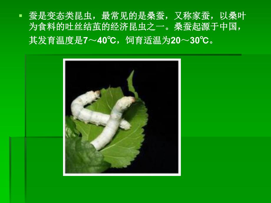 大班科学活动《蚕宝宝的一生》PPT课件教案蚕宝宝——蚕的一生.pptx_第3页