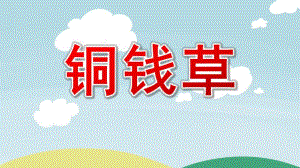 大班绘画《铜钱草》PPT课件教案微课件.pptx