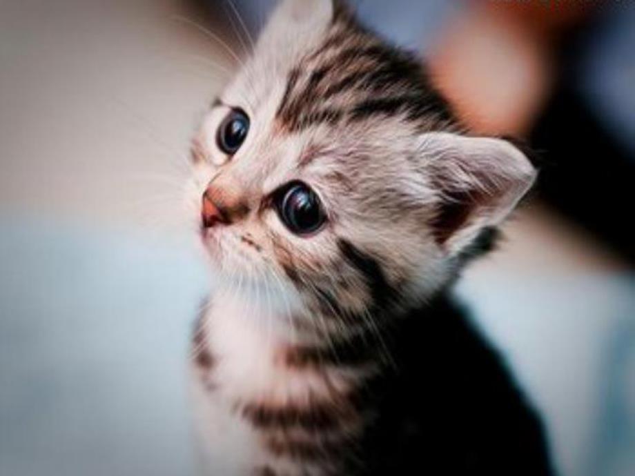 大班音乐《我是猫》PPT课件教案微课件.pptx_第2页