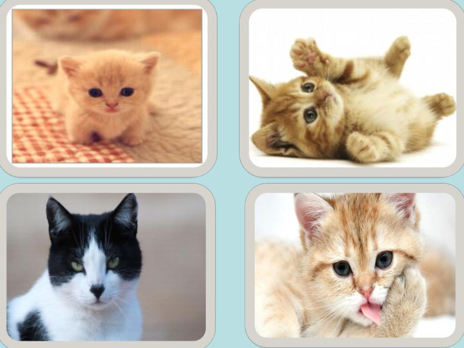 大班音乐《我是猫》PPT课件教案微课件.pptx_第3页