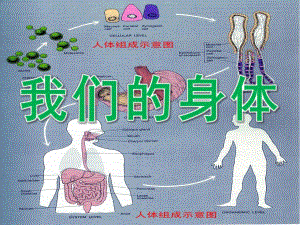 大班《我们的身体》PPT课件教案PPT课件.pptx