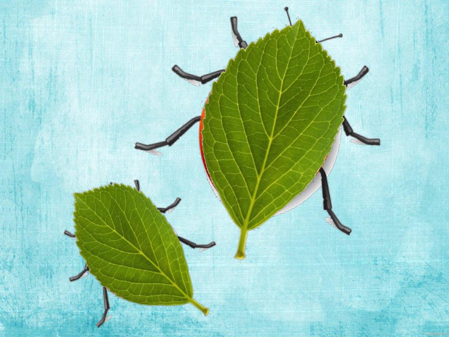 大班拓印画《瓢虫》PPT课件拓印画《瓢虫》.pptx_第3页