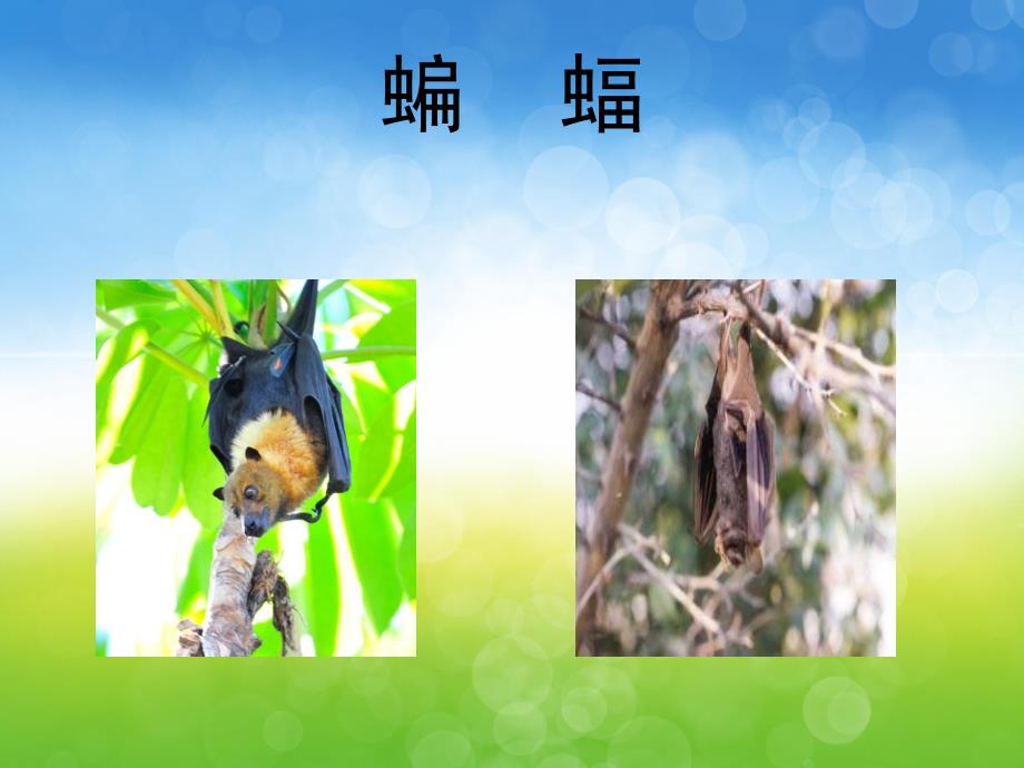 大班助教活动《动物是怎样睡觉的》PPT课件教案PPT课件.pptx_第3页