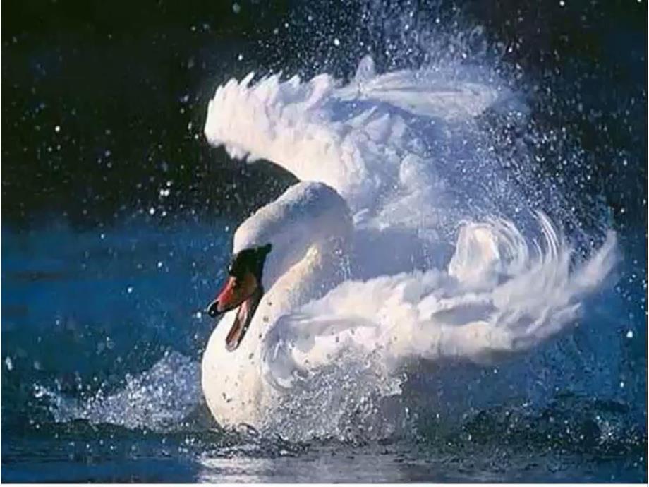 中班音乐《四小天鹅舞曲》中班音乐《四小天鹅舞曲》课件.pptx_第3页