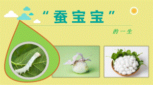 大班科学《蚕宝宝的一生》PPT课件教案蚕宝宝的一生-精编版(科学.pptx