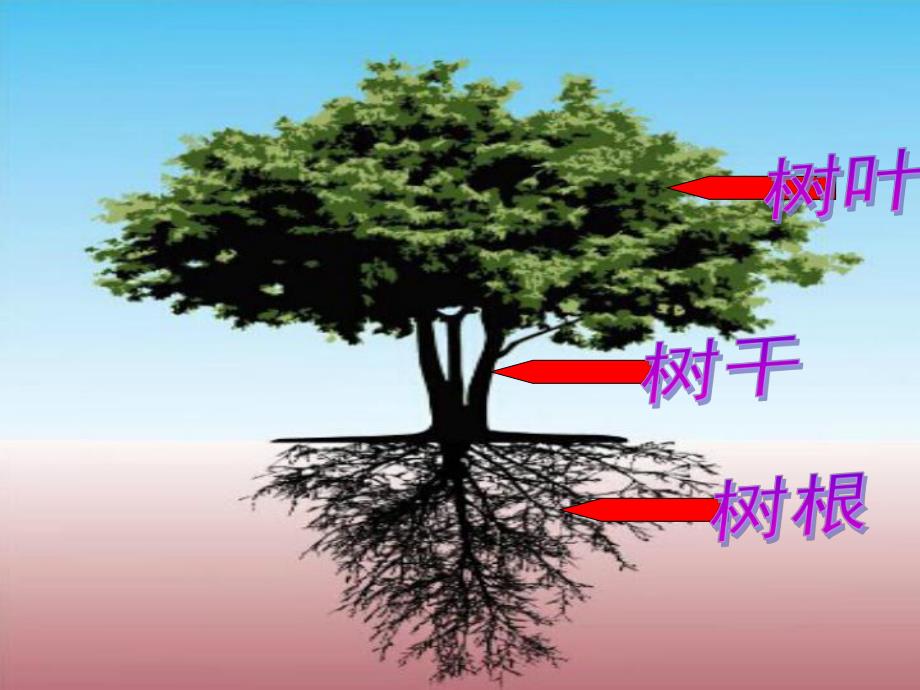 四季的树PPT课件教案图片认识四季的树.pptx_第2页