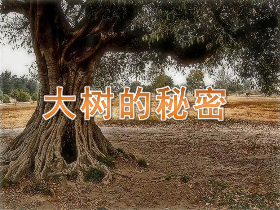 大班《大树的秘密》PPT课件教案大树的秘密.pptx_第1页