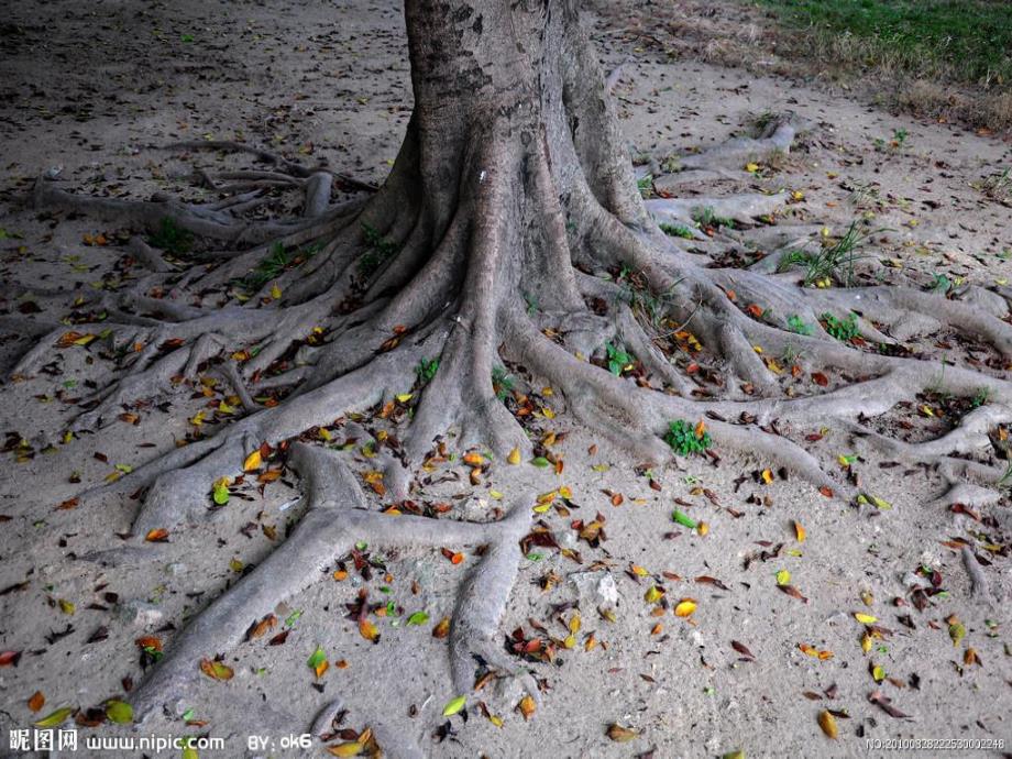 大班《大树的秘密》PPT课件教案大树的秘密.pptx_第2页