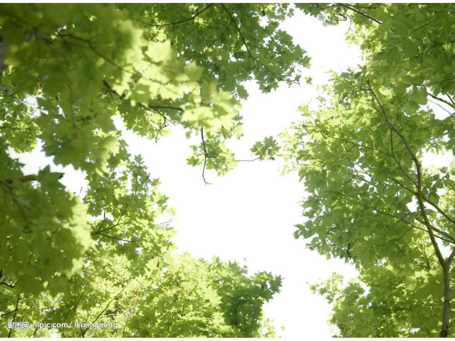 大班《大树的秘密》PPT课件教案大树的秘密.pptx_第3页