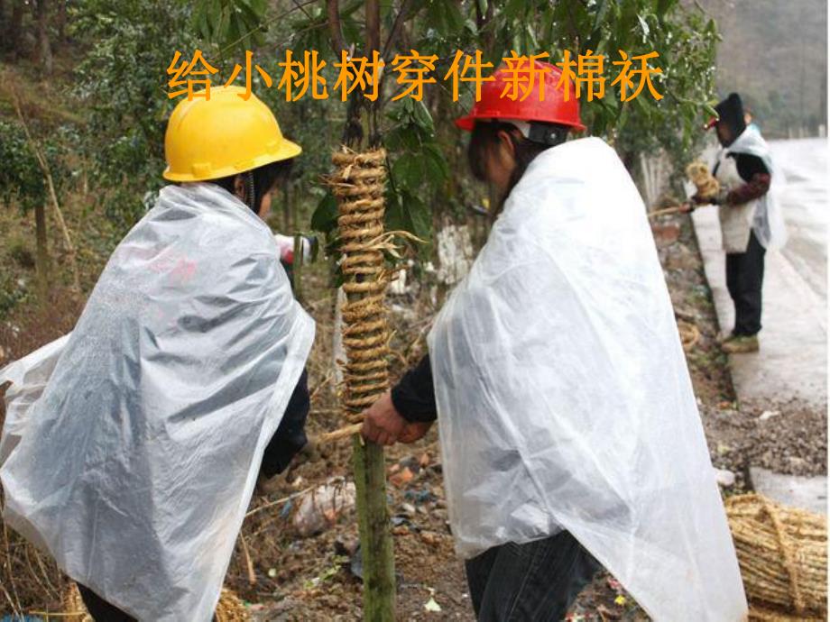 中班音乐《给小桃树穿件新棉袄》PPT课件音频PPT课件.pptx_第3页