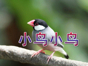 大班音乐《小鸟小鸟》PPT课件教案小鸟小鸟课件.pptx