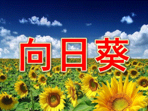 大班美术《向日葵》PPT课件教案.pptx