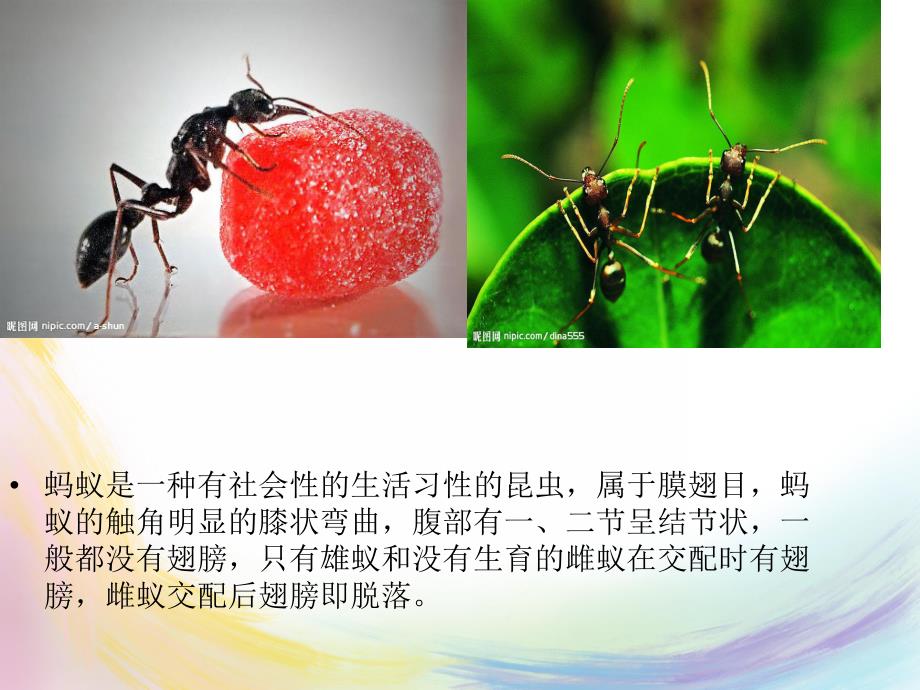 大班故事《大力士蚂蚁》PPT课件大力士-小蚂蚁关于蚂蚁的ppt演讲(精.pptx_第2页