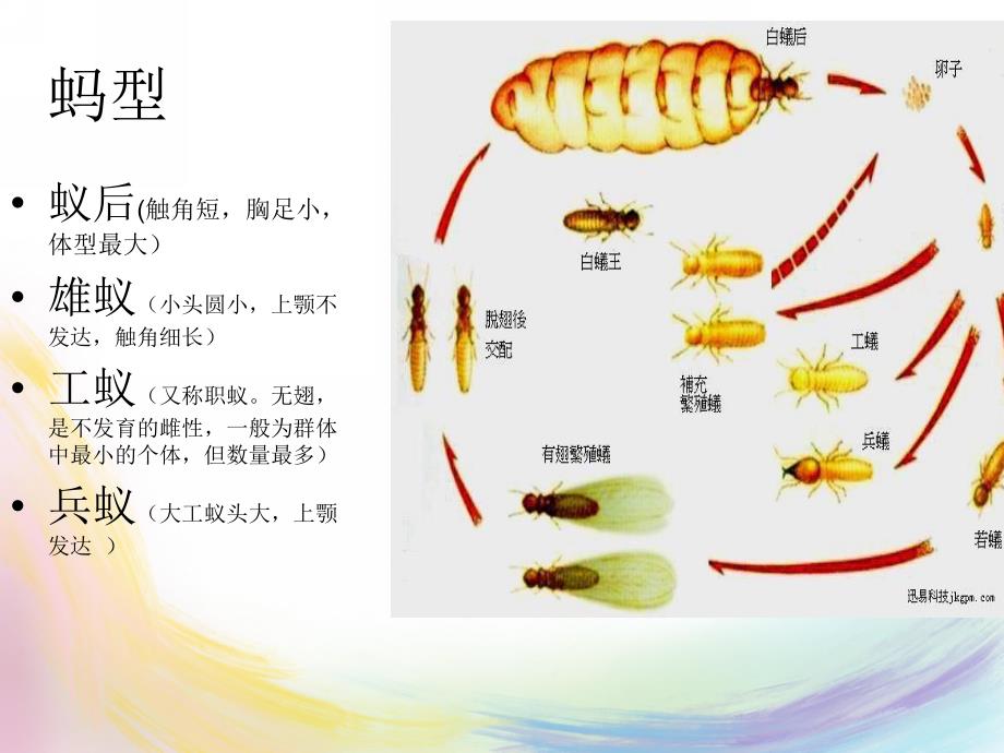 大班故事《大力士蚂蚁》PPT课件大力士-小蚂蚁关于蚂蚁的ppt演讲(精.pptx_第3页