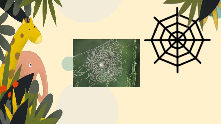 大班美术《蜘蛛先生的网》PPT课件教案微课件.pptx_第3页