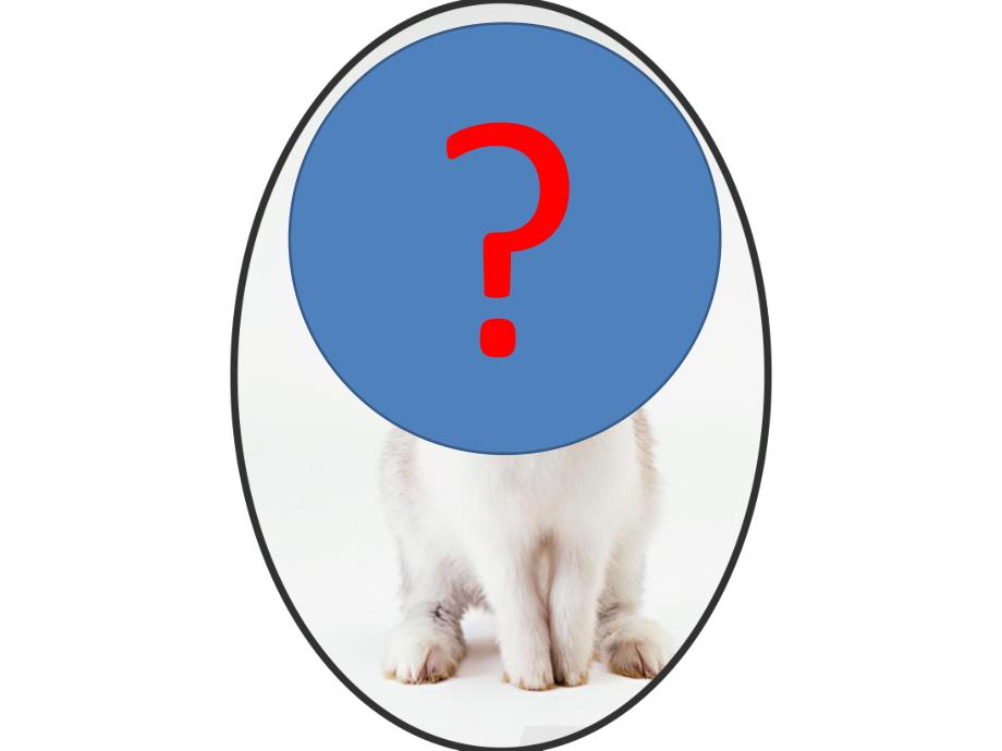 小班科学《动物的手和脚》PPT课件教案PPT课件.pptx_第3页