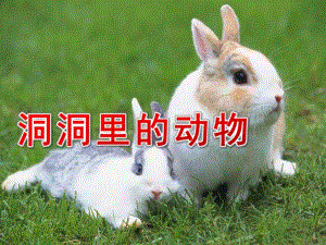 大班《洞洞里的动物》PPT课件教案大五班洞洞里的动物.pptx