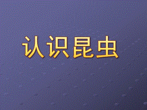 中班认识昆虫PPT课件教案中班认识昆虫.pptx